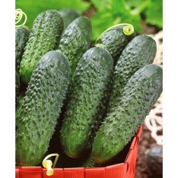 Корнишони Пасамонте F1 (7033)